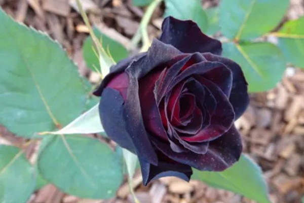月季花有什么花语，代表尊敬崇高、初恋等含义