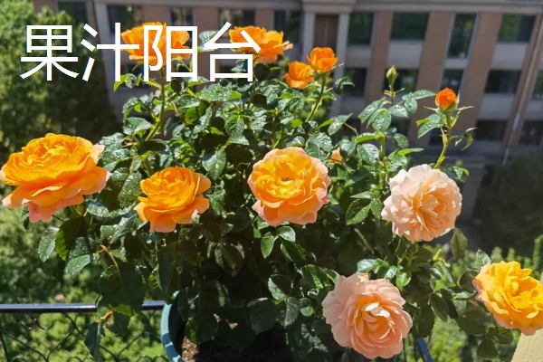 月季花有什么花语，代表尊敬崇高、初恋等含义