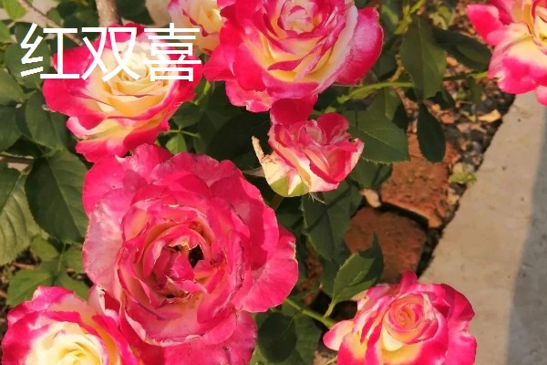 月季花有什么花语，代表尊敬崇高、初恋等含义