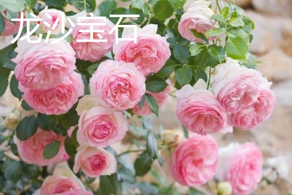 月季花有什么花语，代表尊敬崇高、初恋等含义