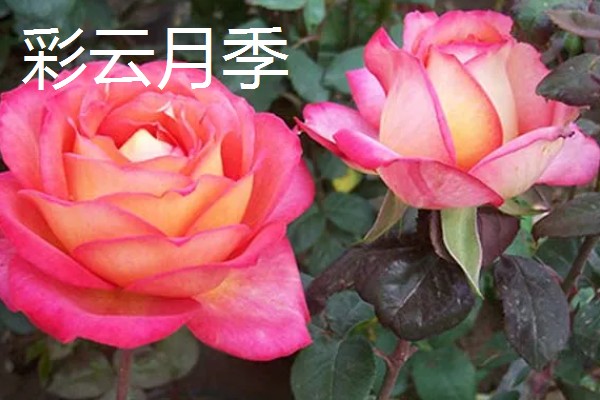 月季花有什么花语，代表尊敬崇高、初恋等含义