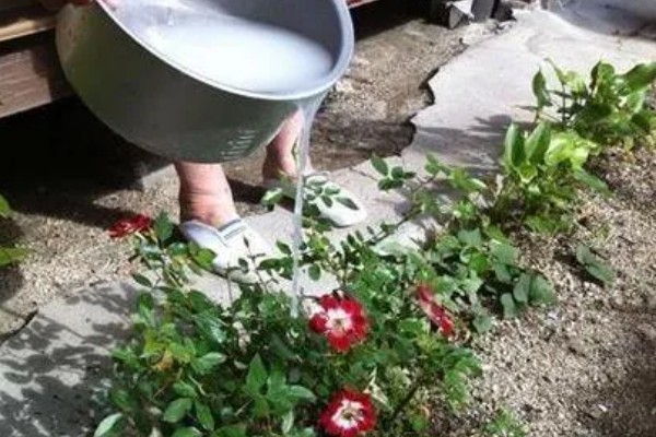 牛奶能不能浇花,适合浇喜酸花卉