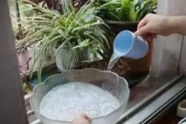 牛奶能不能浇花,适合浇喜酸花卉