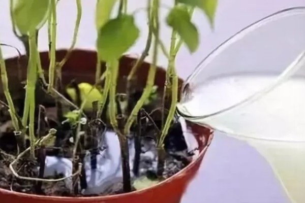 牛奶能不能浇花,适合浇喜酸花卉