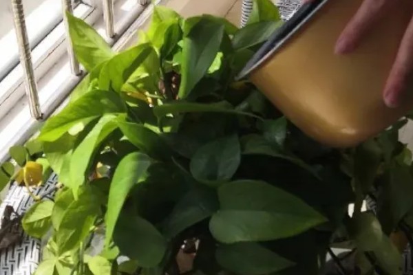 牛奶能不能浇花,适合浇喜酸花卉