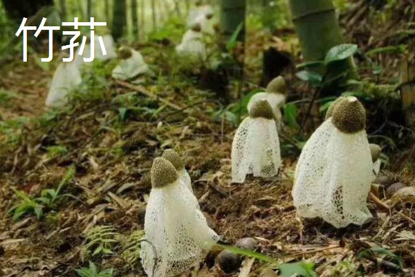 有什么常见的菇类,包括杏鲍菇、竹荪、牛肝菌等品种