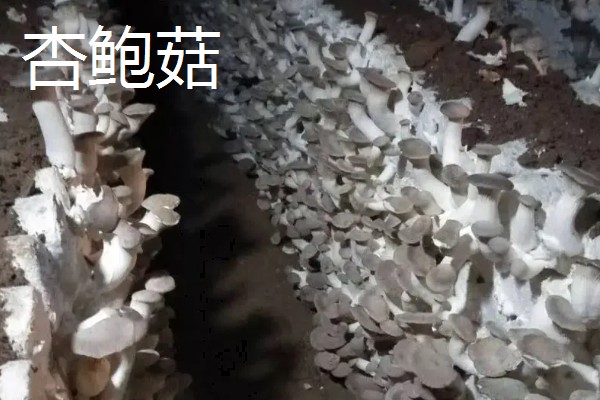 有什么常见的菇类,包括杏鲍菇、竹荪、牛肝菌等品种