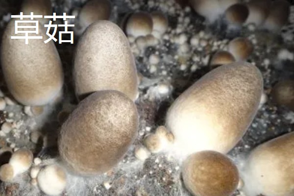 有什么常见的菇类,包括杏鲍菇、竹荪、牛肝菌等品种