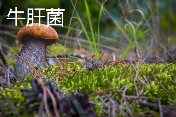 有什么常见的菇类,包括杏鲍菇、竹荪、牛肝菌等品种