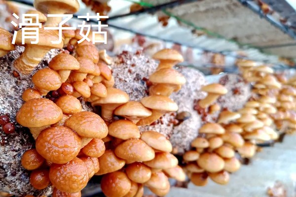 有什么常见的菇类,包括杏鲍菇、竹荪、牛肝菌等品种
