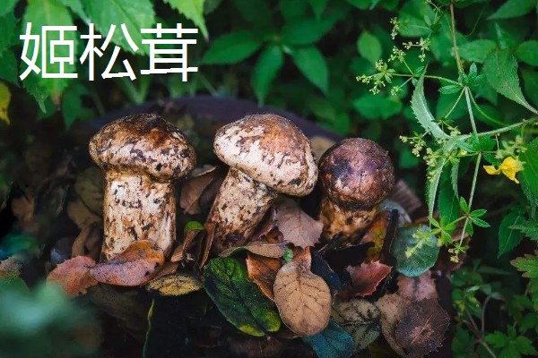 有什么常见的菇类,包括杏鲍菇、竹荪、牛肝菌等品种