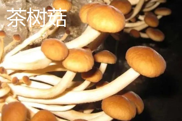 有什么常见的菇类,包括杏鲍菇、竹荪、牛肝菌等品种