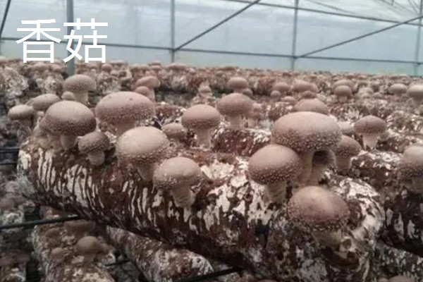 有什么常见的菇类,包括杏鲍菇、竹荪、牛肝菌等品种