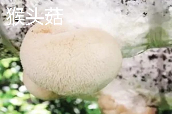 有什么常见的菇类,包括杏鲍菇、竹荪、牛肝菌等品种