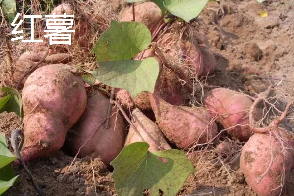 秋天收获哪些农作物，有玉米、棉花等