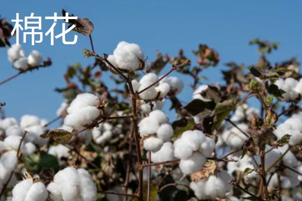 秋天收获哪些农作物，有玉米、棉花等
