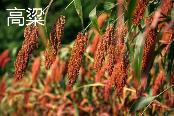 秋天收获哪些农作物，有玉米、棉花等