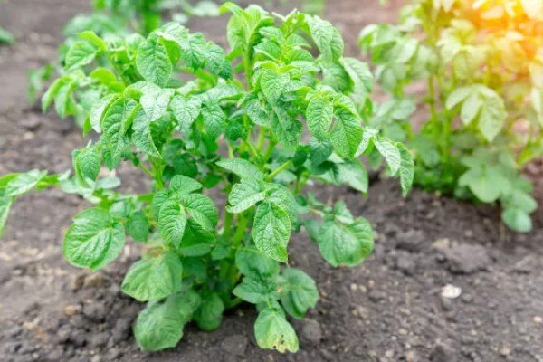 秋天收获哪些农作物，有玉米、棉花等