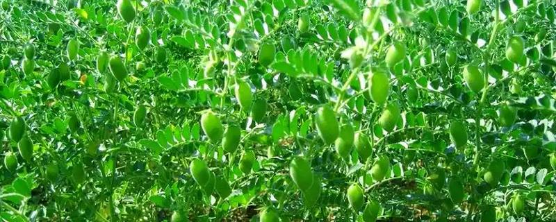 鹰嘴豆的田间管理方法，在幼苗期要做好间苗工作