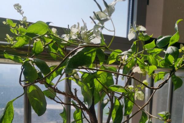 三角梅叶子有黄斑如何处理，第一时间喷施杀菌剂