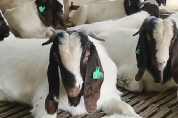 种羊不爬羊的原因,可能是营养不足所致