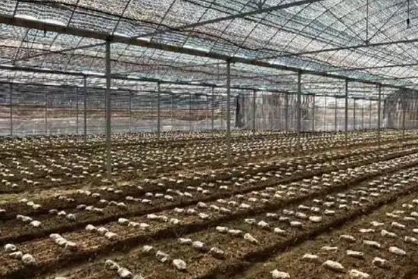 羊肚菌怎么高产,温度要保持在10-12℃