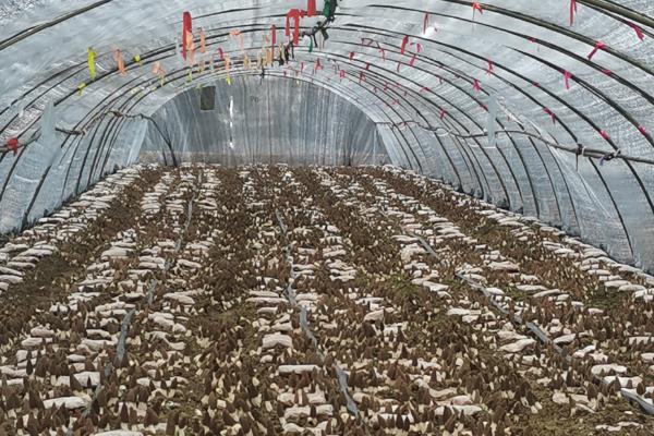 羊肚菌怎么高产,温度要保持在10-12℃