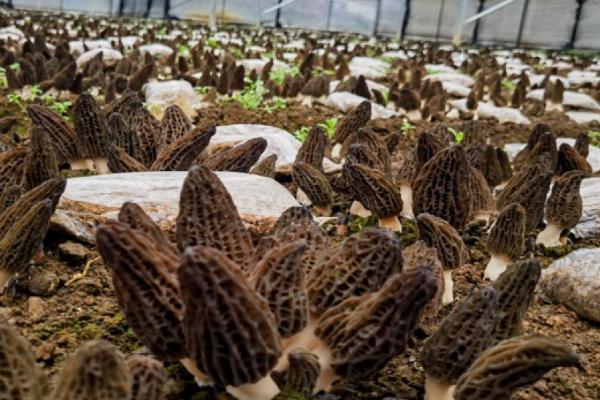 羊肚菌怎么高产,温度要保持在10-12℃