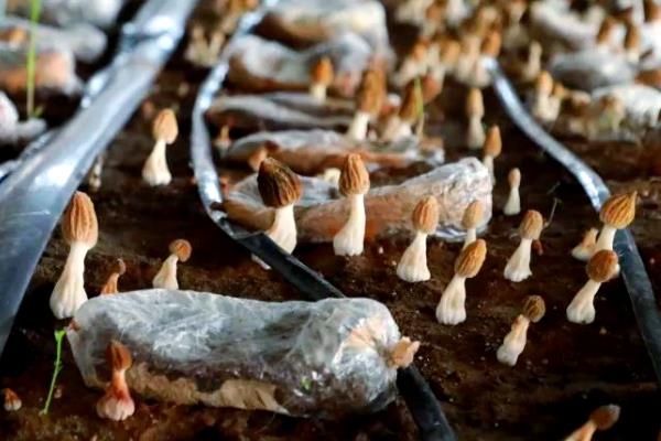 羊肚菌怎么高产,温度要保持在10-12℃