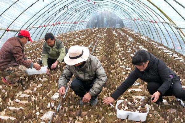 羊肚菌怎么高产,温度要保持在10-12℃