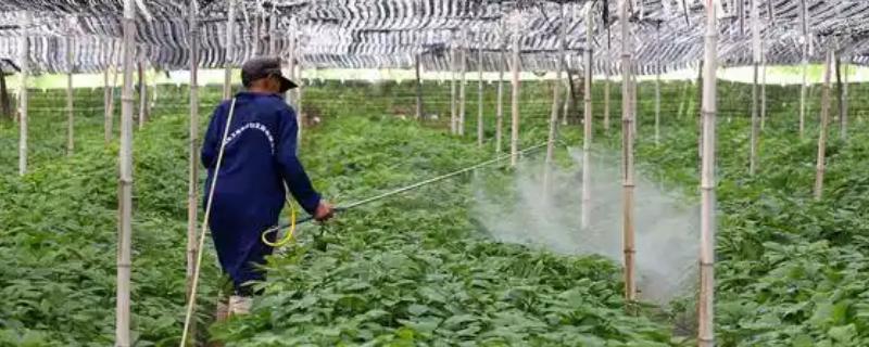 蔬菜如何以肥治虫，可以用尿素、洗衣粉等配制