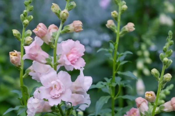 金鱼草的花语是什么，寓意清纯的心、活泼热闹等