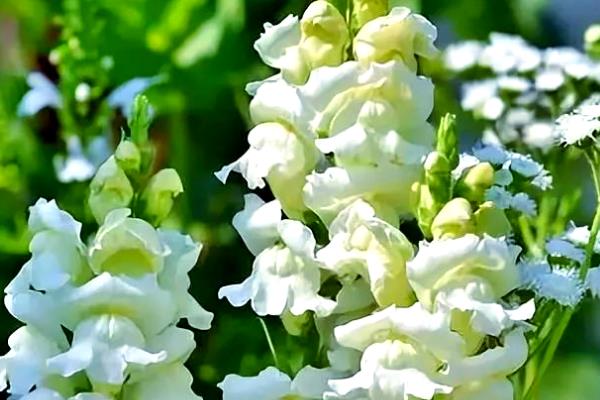 金鱼草的花语是什么，寓意清纯的心、活泼热闹等