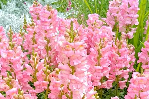 金鱼草的花语是什么，寓意清纯的心、活泼热闹等