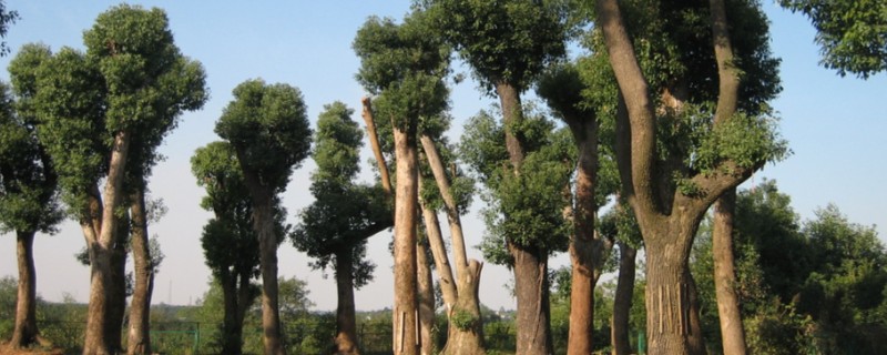 香樟树的移植技术，可采用截干树移法、断根缩冠法等