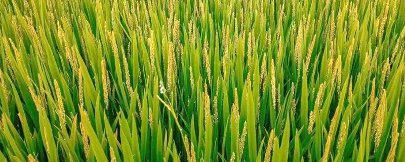 水稻出齐穗喷什么药物，根据防治对象使用不同的药物