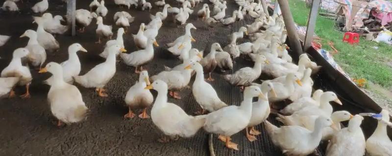 第一次怎么养鸭，要及时做好全面的疫病防治工作