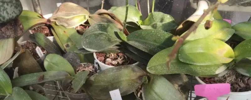 蝴蝶兰蔫了的原因及处理方法，可能是温度过高所致