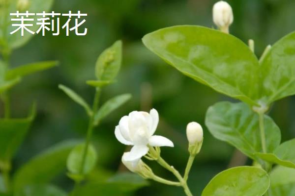 茉莉花和栀子花的区别，前者属于木犀科、后者属于茜草科