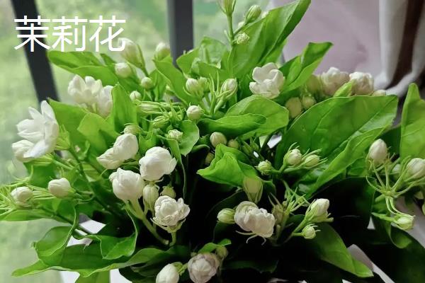 茉莉花和栀子花的区别，前者属于木犀科、后者属于茜草科