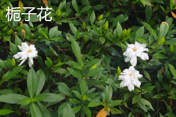 茉莉花和栀子花的区别，前者属于木犀科、后者属于茜草科
