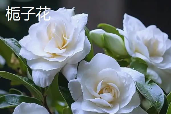 茉莉花和栀子花的区别，前者属于木犀科、后者属于茜草科