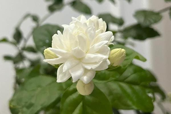 茉莉花和栀子花的区别，前者属于木犀科、后者属于茜草科