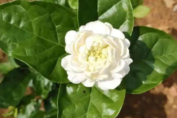 茉莉花和栀子花的区别，前者属于木犀科、后者属于茜草科