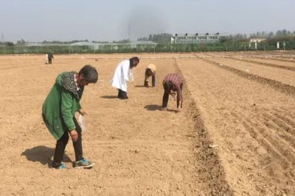 川芎亩产多少斤，可以产干品五百至六百斤左右