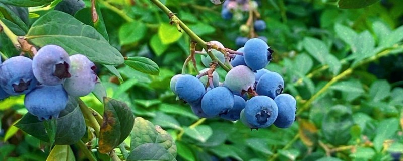 蓝莓在什么季节成熟，在7-9月期间就可以成熟上