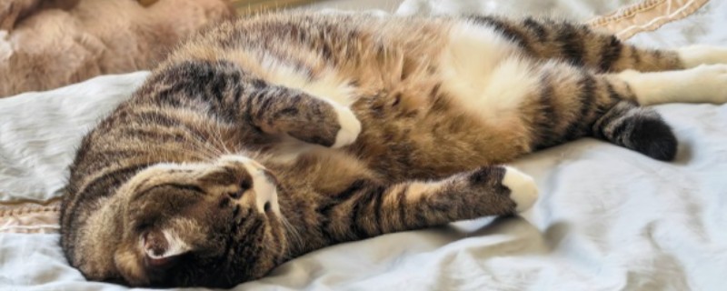 让新猫跟老猫和谐相处的方法，先让猫认识各自的味道