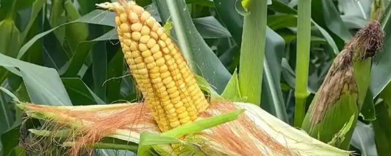 鑫玉1号玉米种简介，平均生育期116-120天