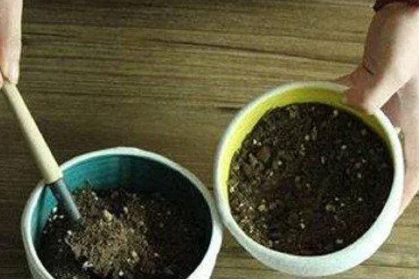 欧石竹的种植技术，可以在春秋两季种植