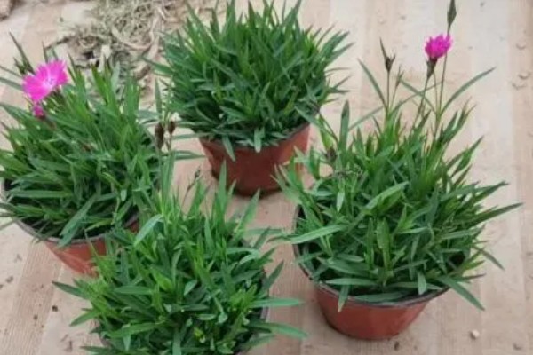 欧石竹的种植技术，可以在春秋两季种植